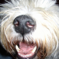 Westie983