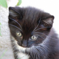 Knitted_Kitten