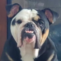 BigDogg
