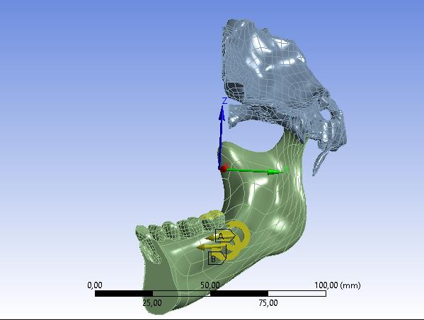 mandible in sagittal plane