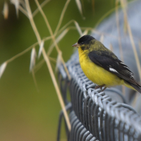 Goldfinch