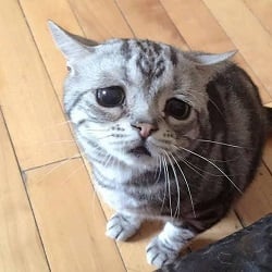 Chaton triste.jpg