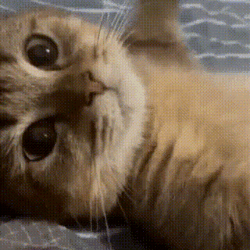 Cat.gif (1).gif