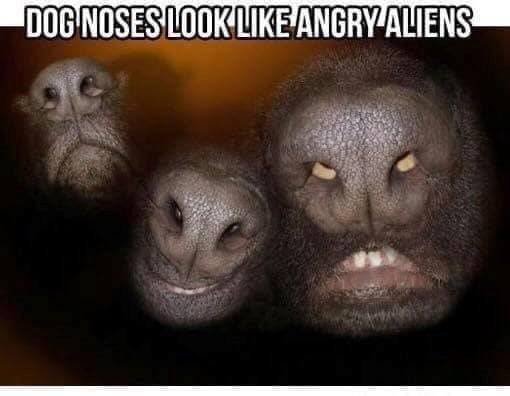 dog-noses-look-like-angry-aliens.jpeg