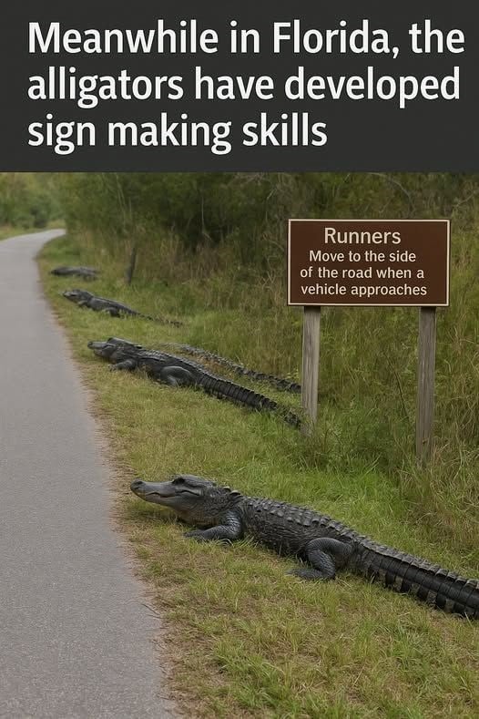 florida-alligators-have-developed-sign-making-skills-runners-move-side-road-vehicle-approaches.jpeg
