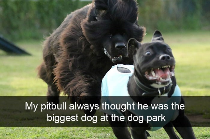 my-pitbull-always-thought-he-biggest-dog-at-dog-park.jpeg