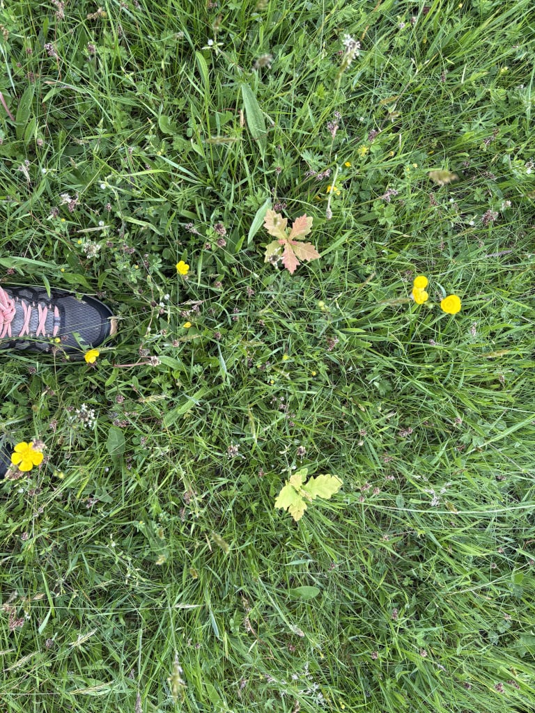 IMG_0906.jpeg