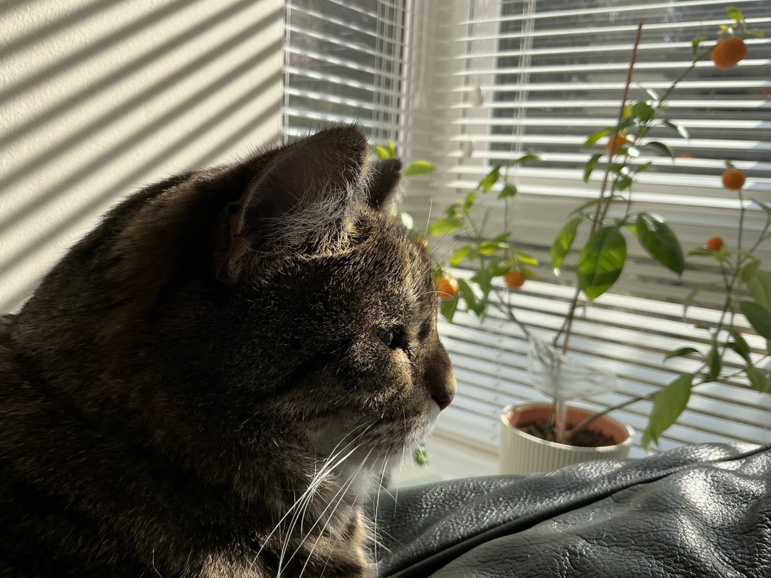 IMG_8553.jpeg