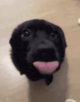 IMG_2168.gif