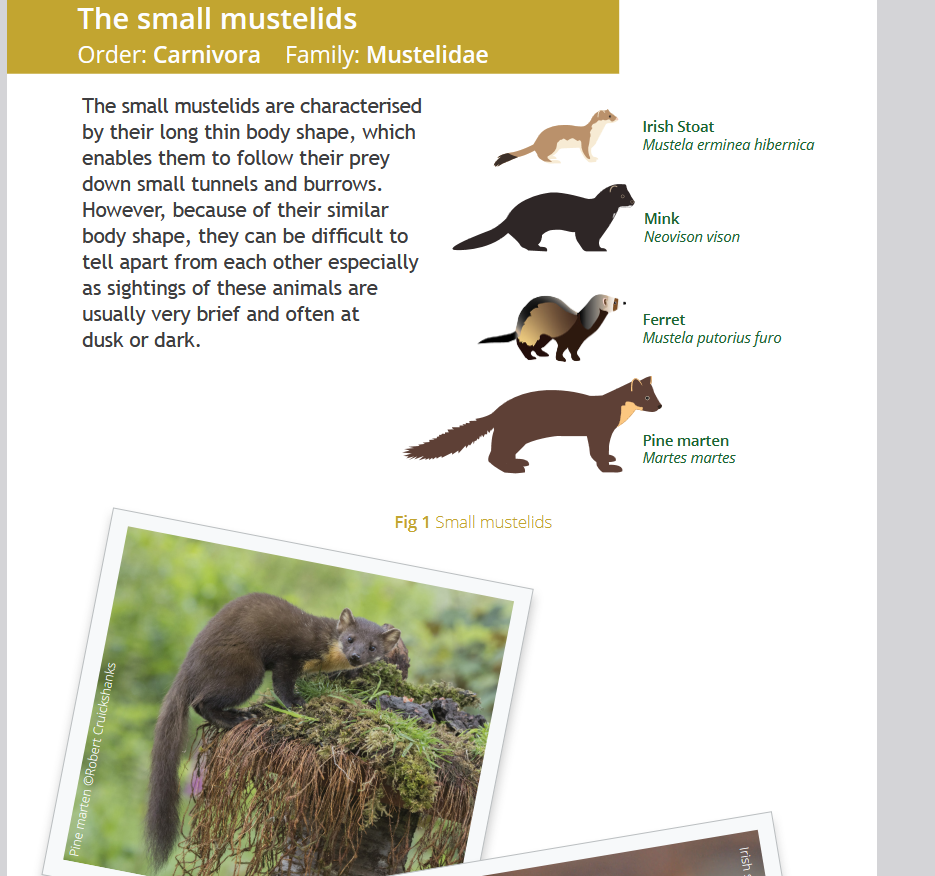 Screenshot 2026-06-19 at 19-38-30 GuidetoSmallMustelidsofIreland20Feb2023.pdf.png
