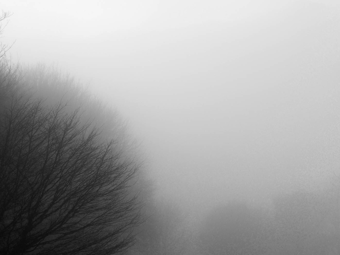 Fog and trees _1175054.jpg