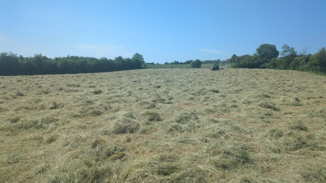 hay26.jpeg