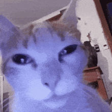1000031346.gif