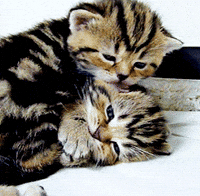 IMG_2169.gif