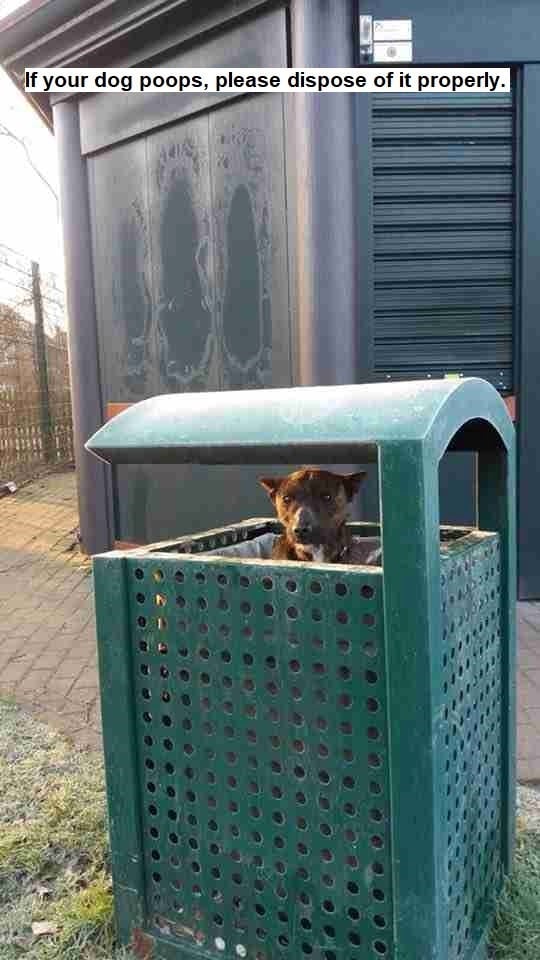 if-dog-poops-please-dispose-properly.jpeg