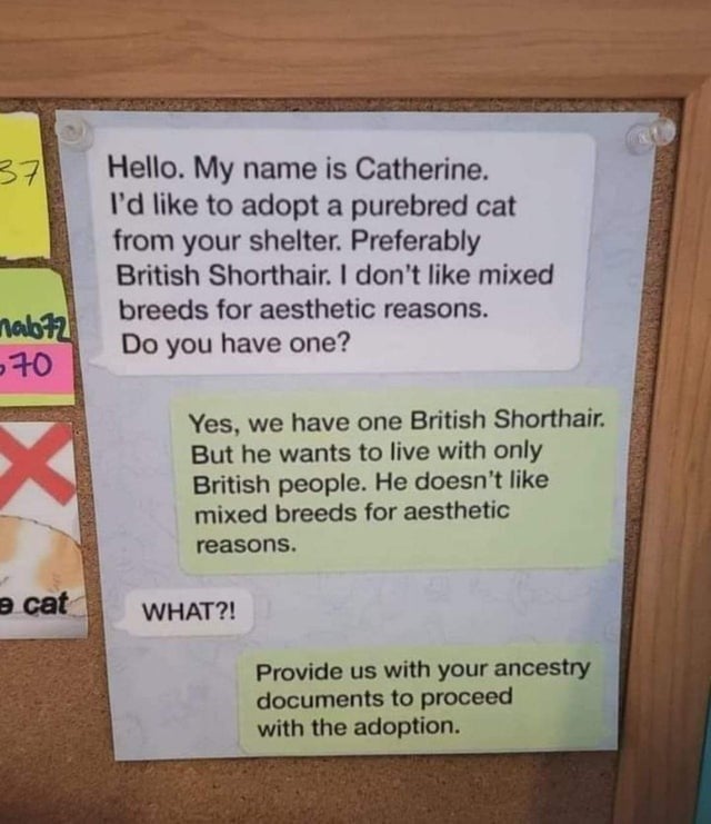 like-mixed-breeds-aesthetic-reasons-e-cat-provide-us-with-ancestry-documents-proceed-with-adoption.jpeg