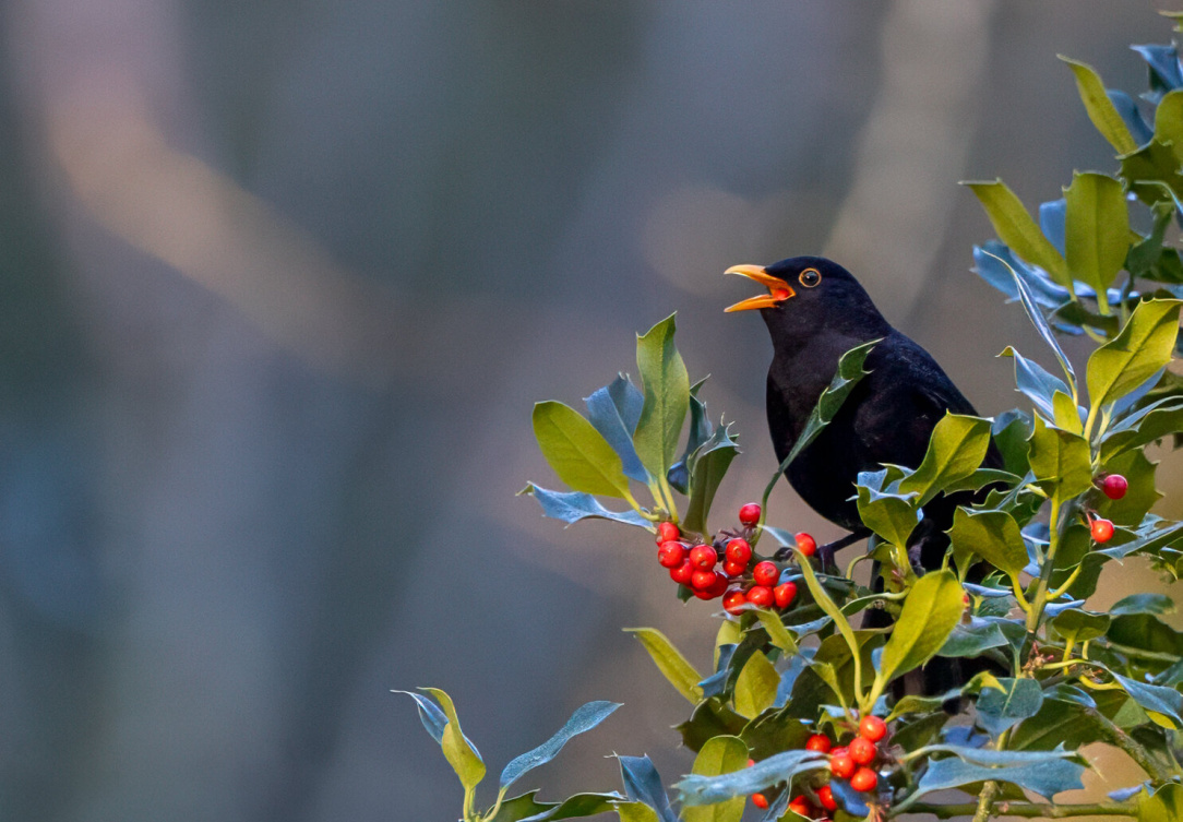 rsz_untitled-4 (39).jpg