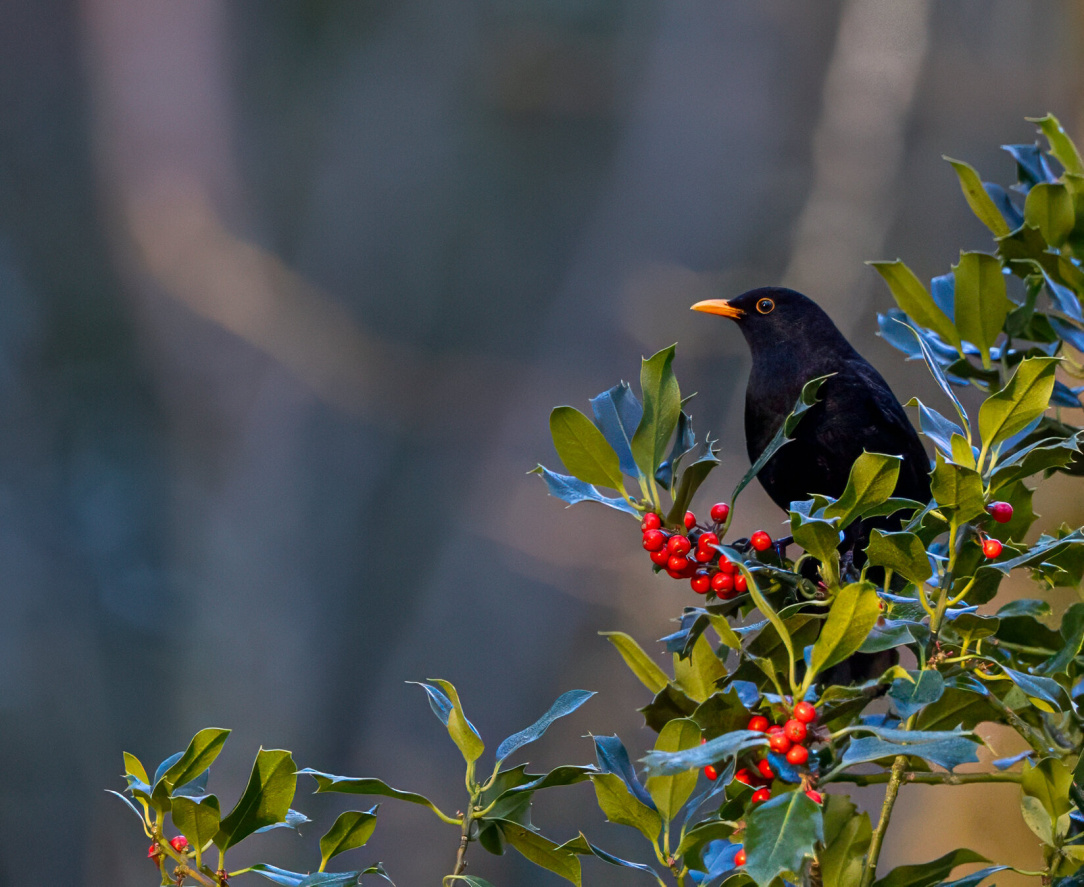 rsz_untitled-3 (45).jpg