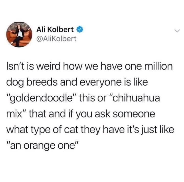 goldendoodle-this-or-chihuahua-mix-and-if-ask-someone-type-cat-they-have-s-just-like-an-orange-one.jpeg