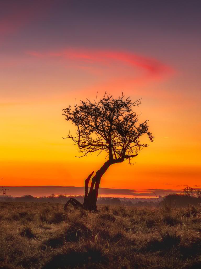 2026-01-10 Phoenix Park tree sunrise colour.jpg