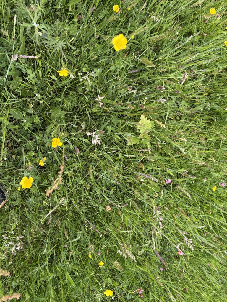 IMG_0907.jpeg