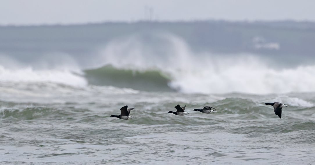 rsz_1untitled-2 (7).jpg