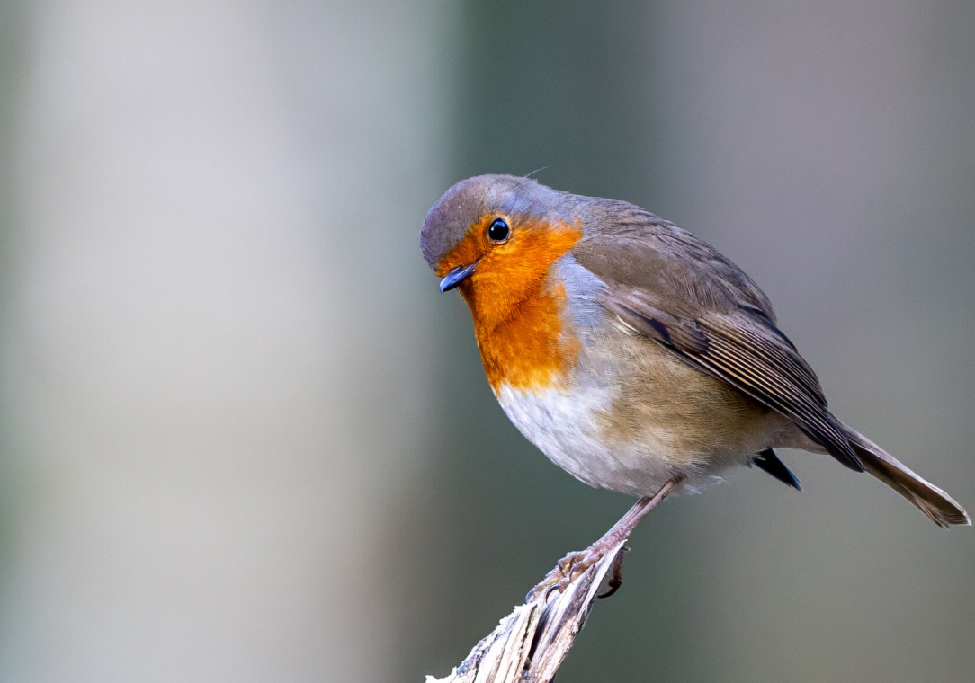 rsz_untitled-13 (26).jpg