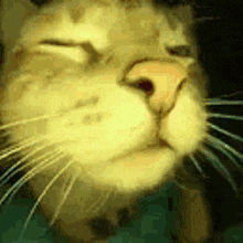 IMG_2238.gif