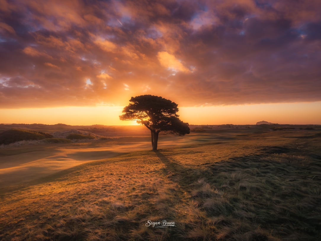 2026-04-28 Portmarnock tree sunrise.jpg