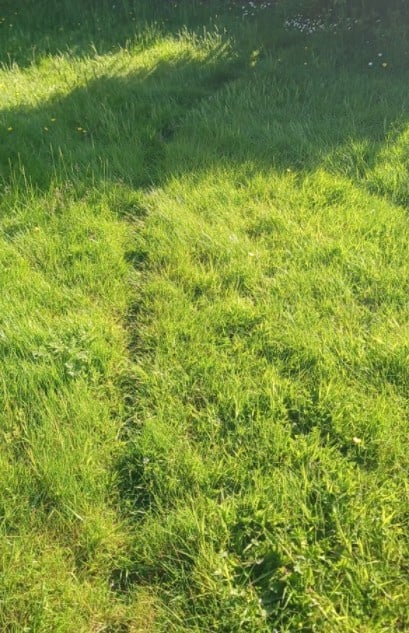 grass.jpg