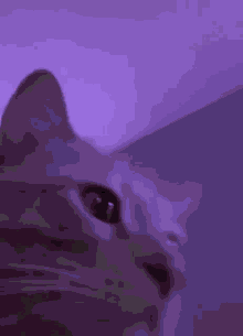IMG_2237.gif