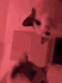 IMG_2260.gif