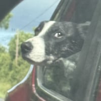 Dogsdodogsstuff