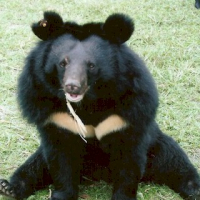 Moonbear