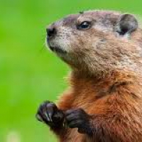 aVeryNormalWoodchuck