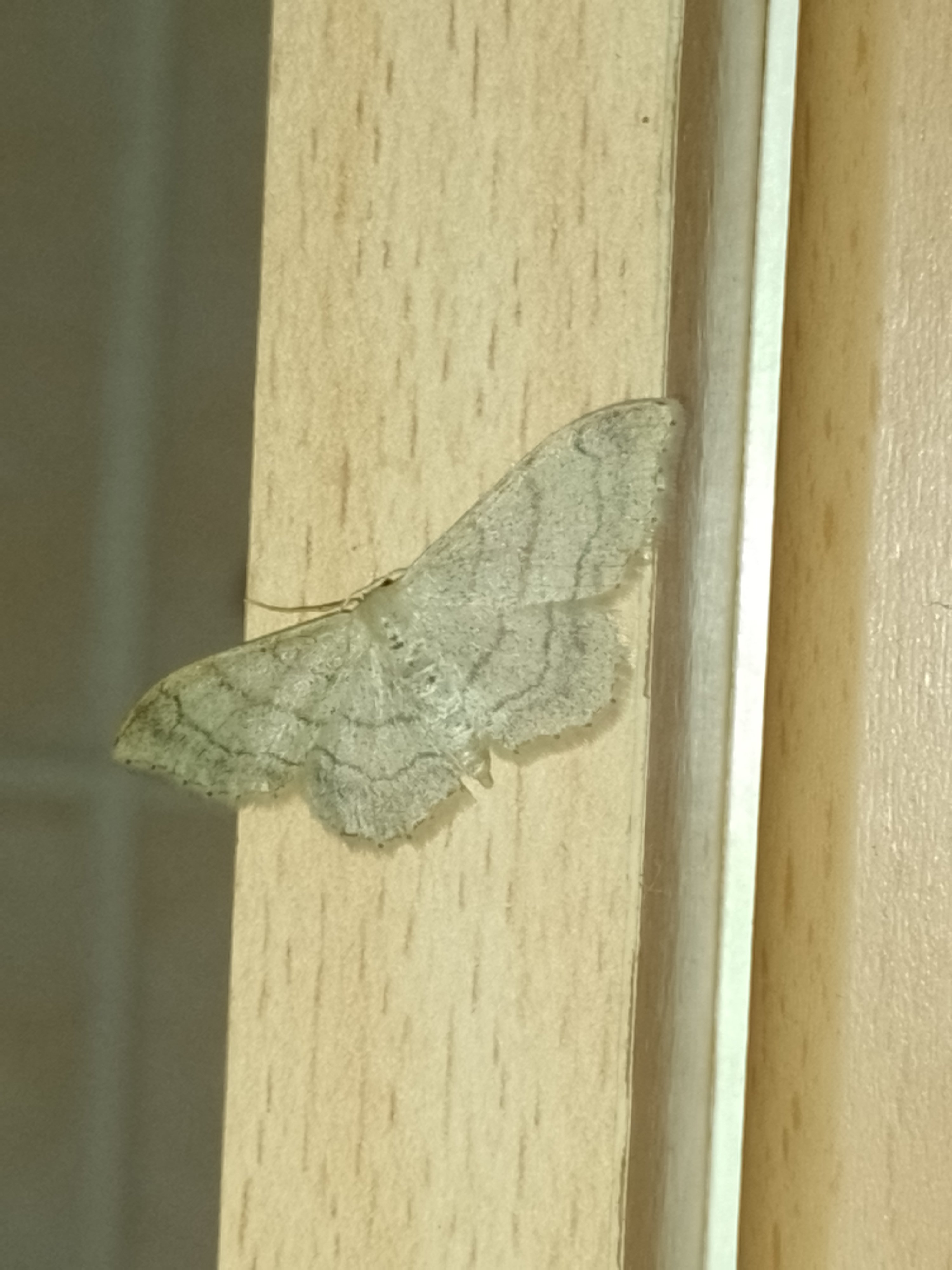 Grass Wave Moth.jpg
