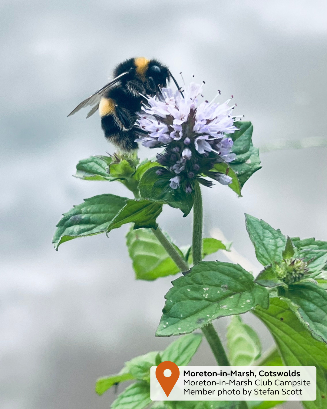 NEW - UGC Pin & Tag (38).png