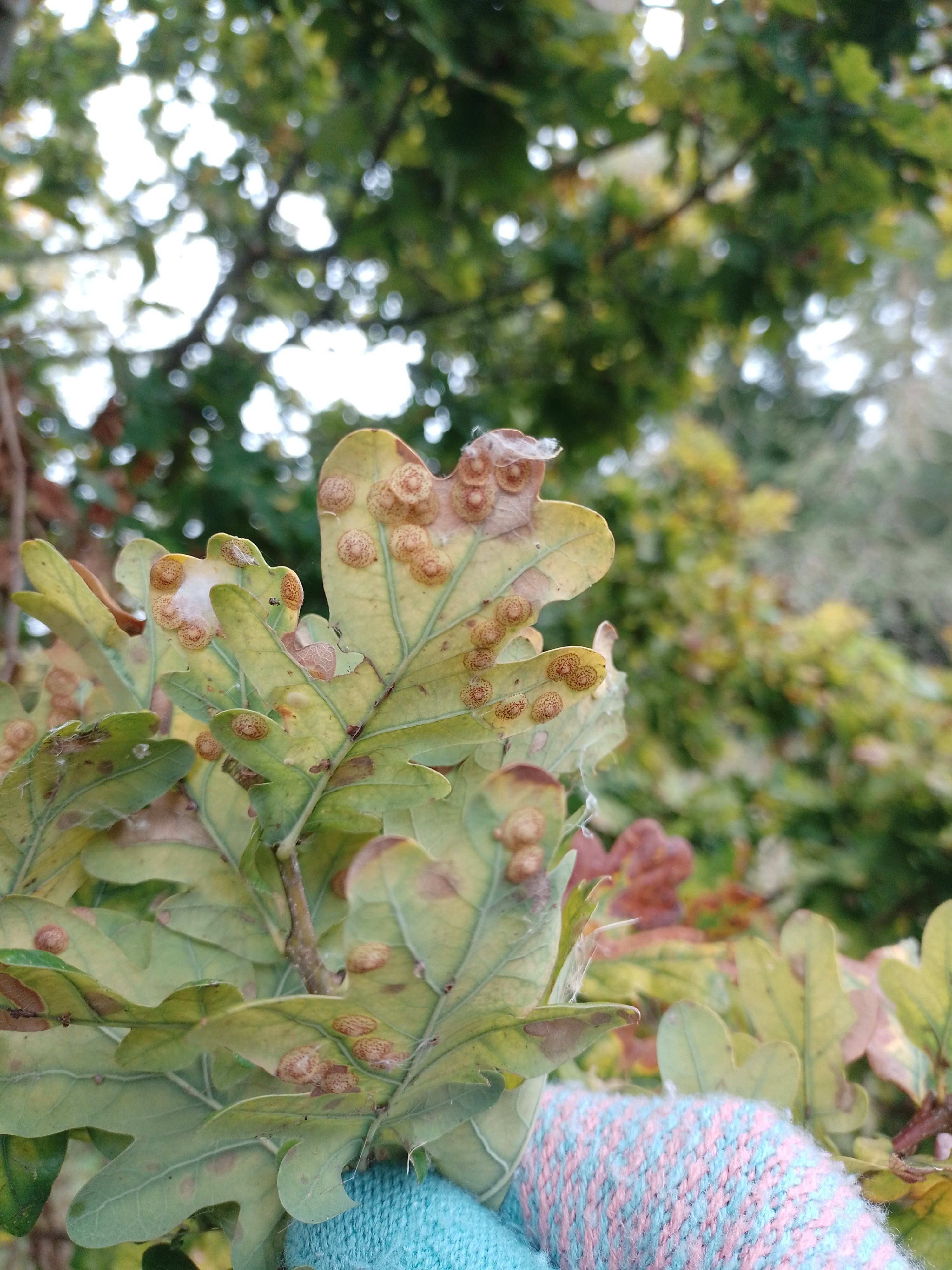 Silk Button Gall Wasps.jpg