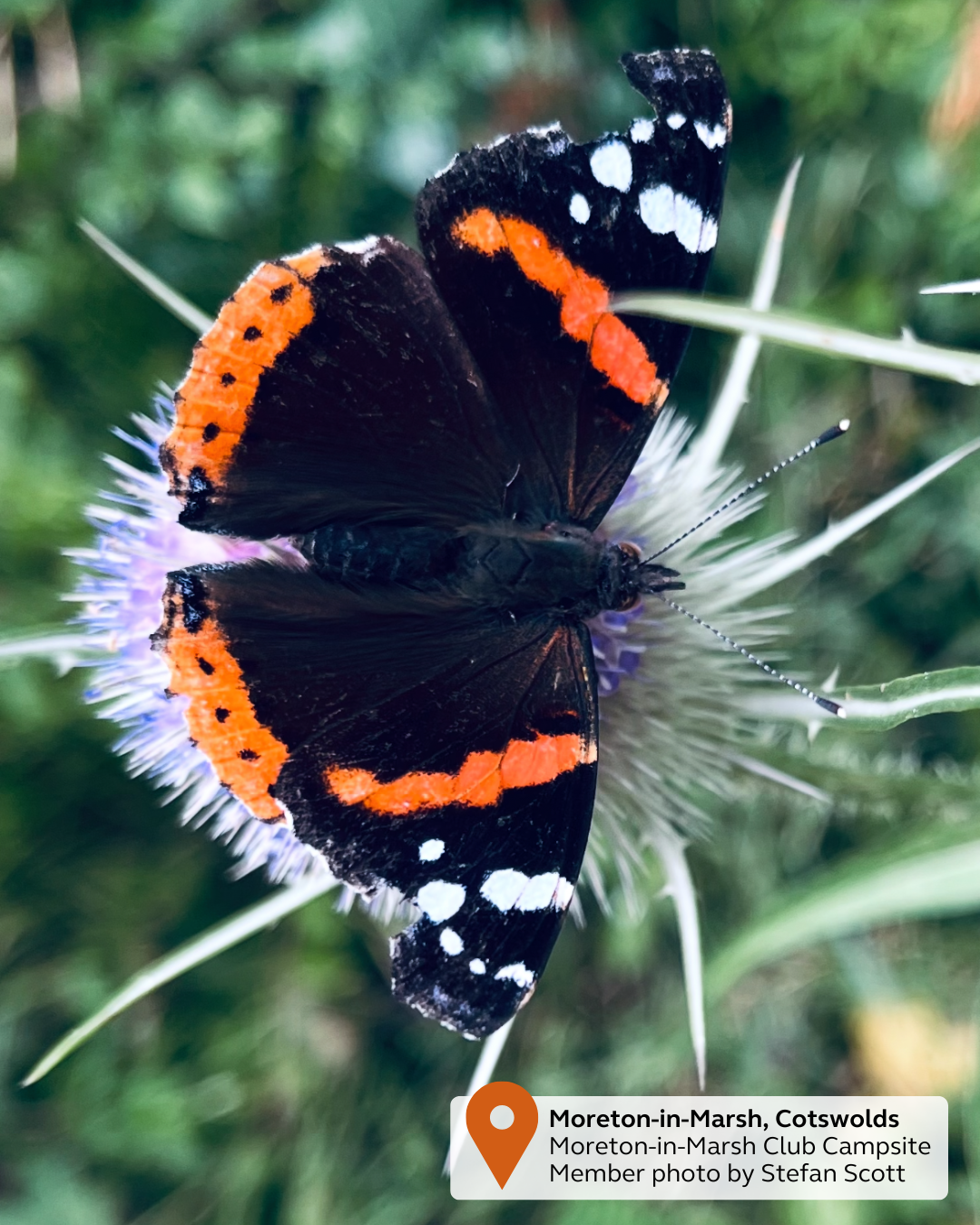 NEW - UGC Pin & Tag (40).png