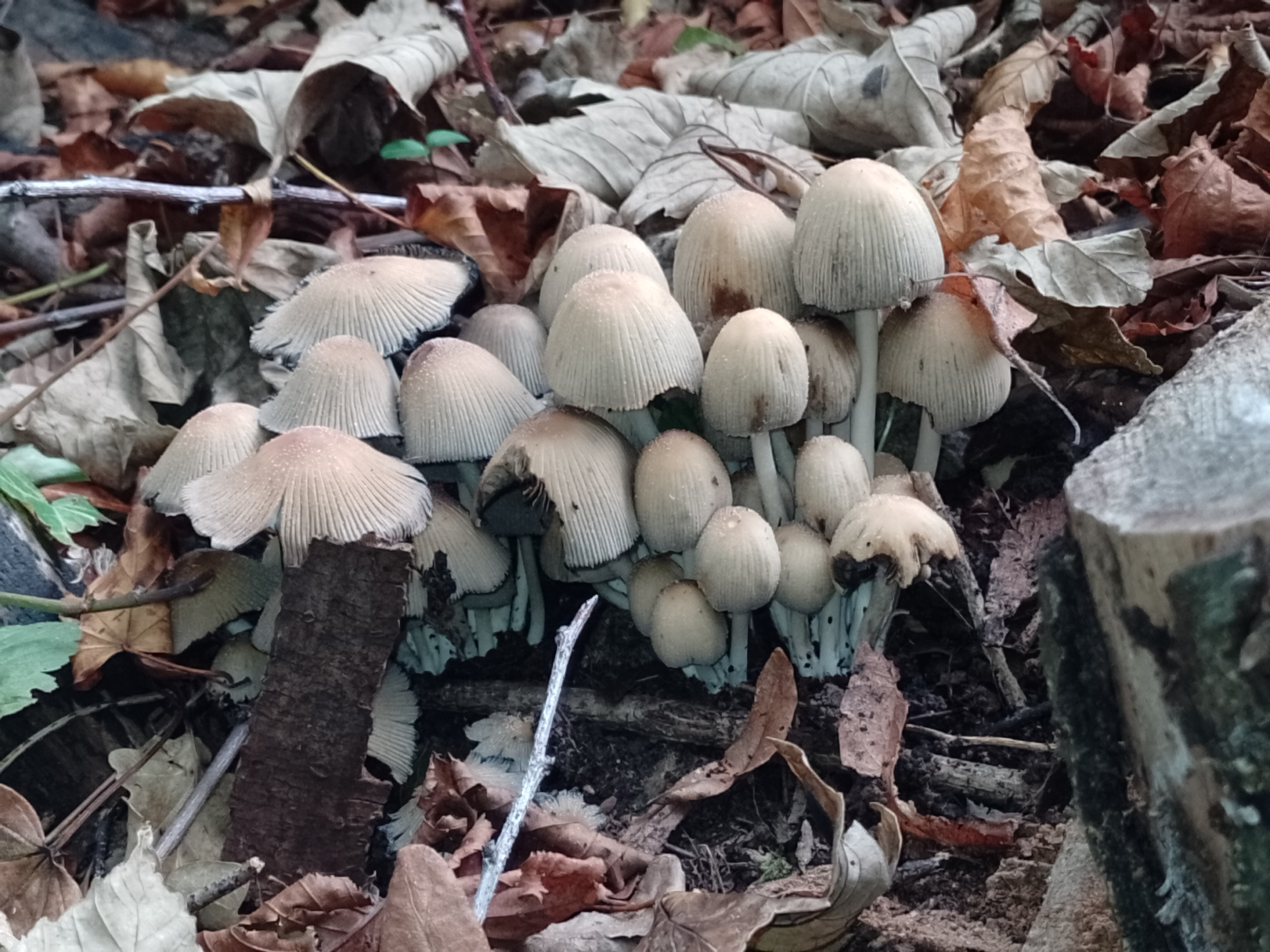 Mica Cap mushroom.jpg