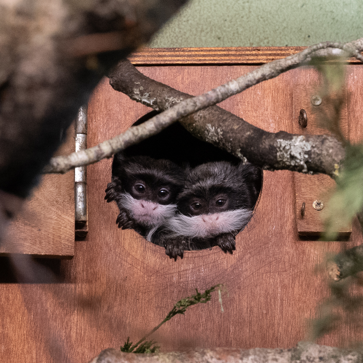 Paighton Zoo 2025-5.jpeg