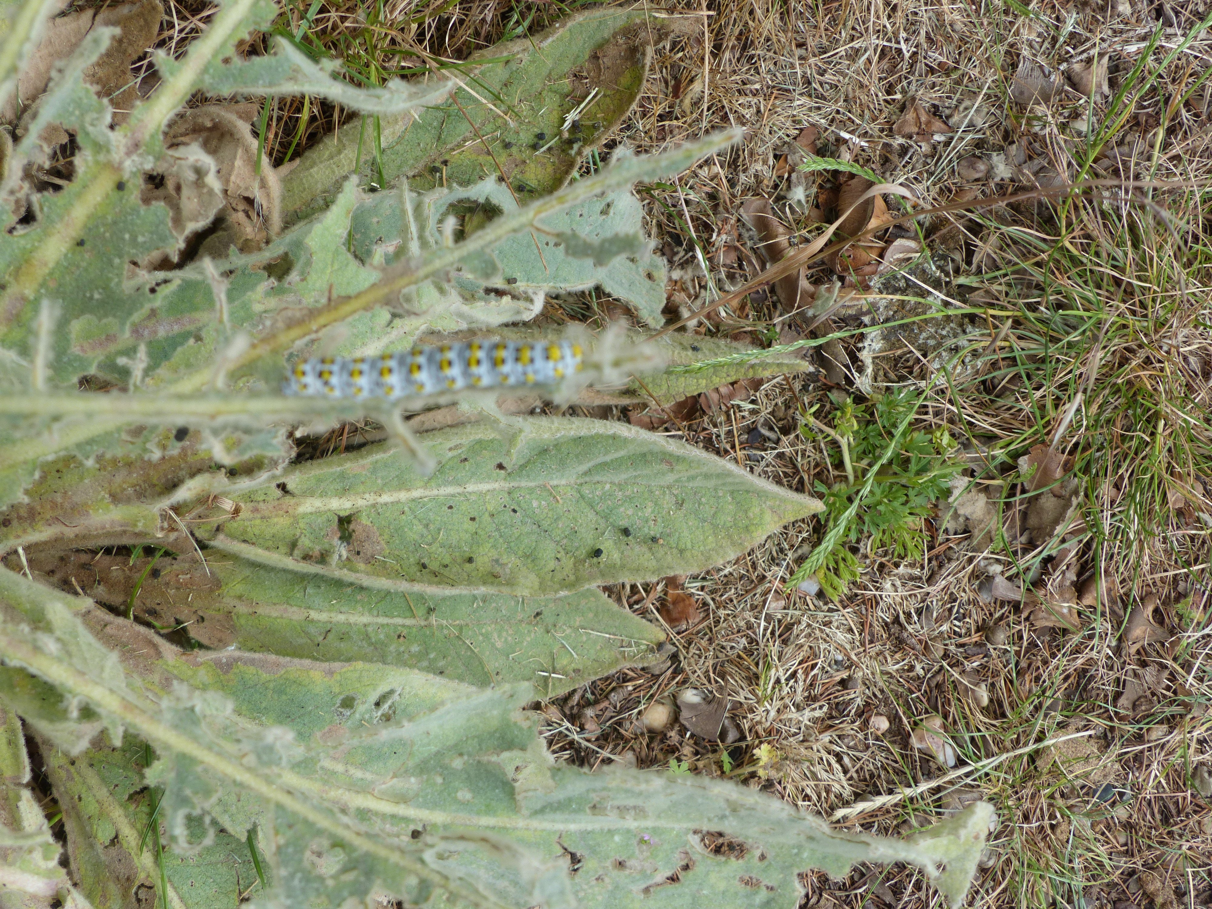 Mullien moth.jpeg
