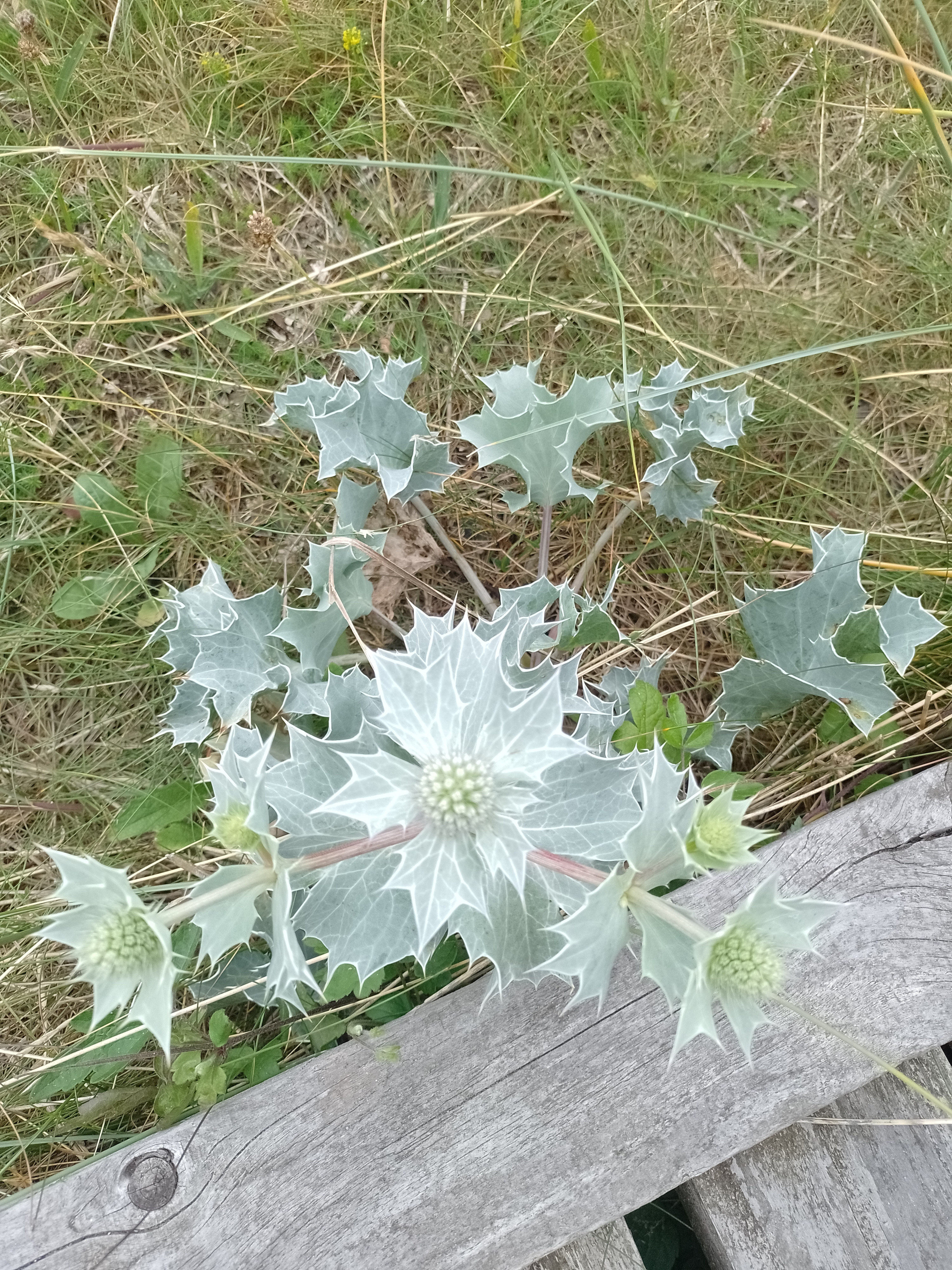 Sea Holly.jpg