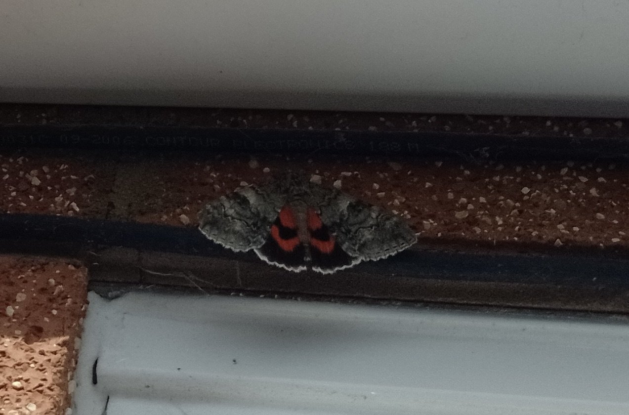 Red Underwing Moth.jpeg