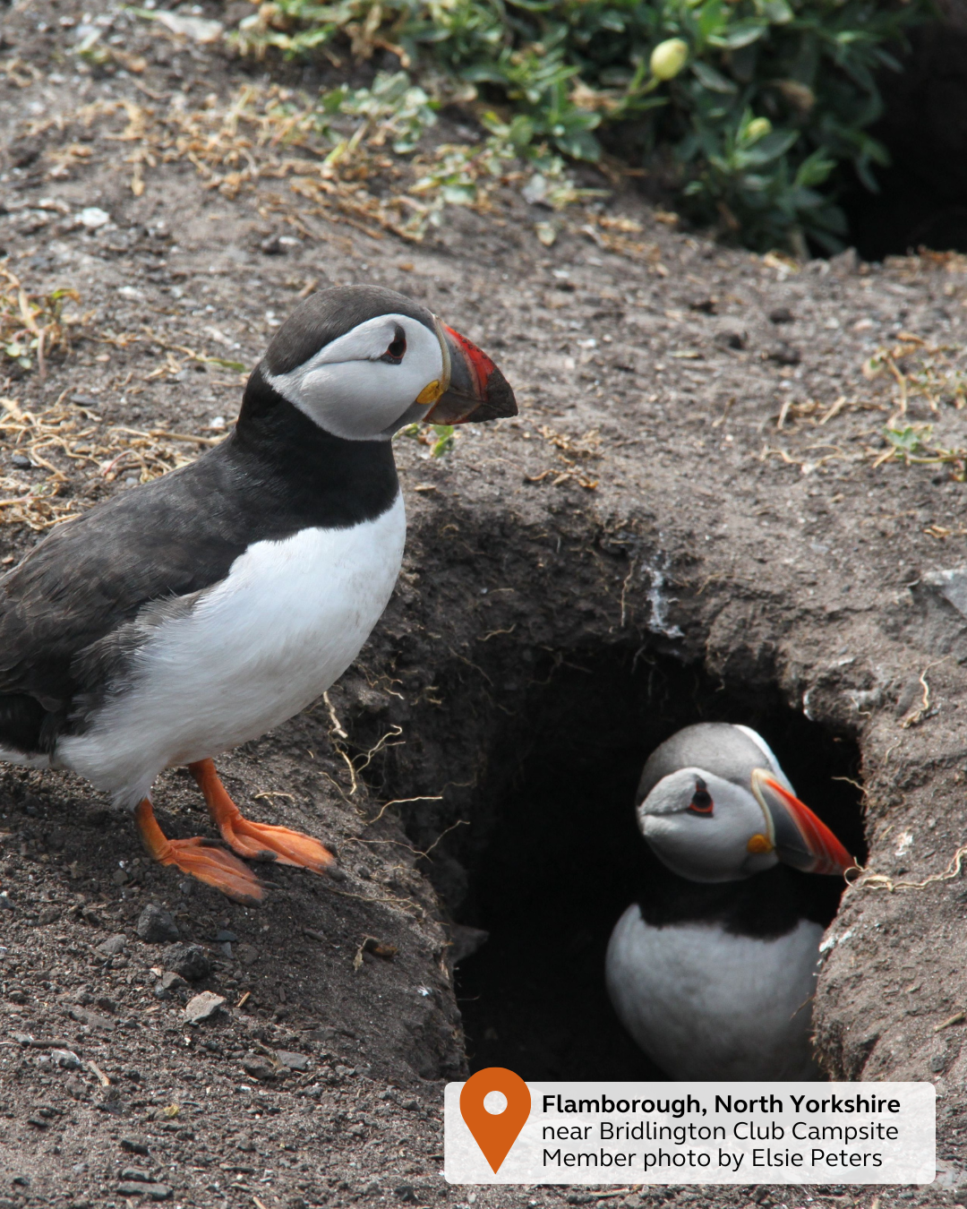 NEW - UGC Pin & Tag (39).png