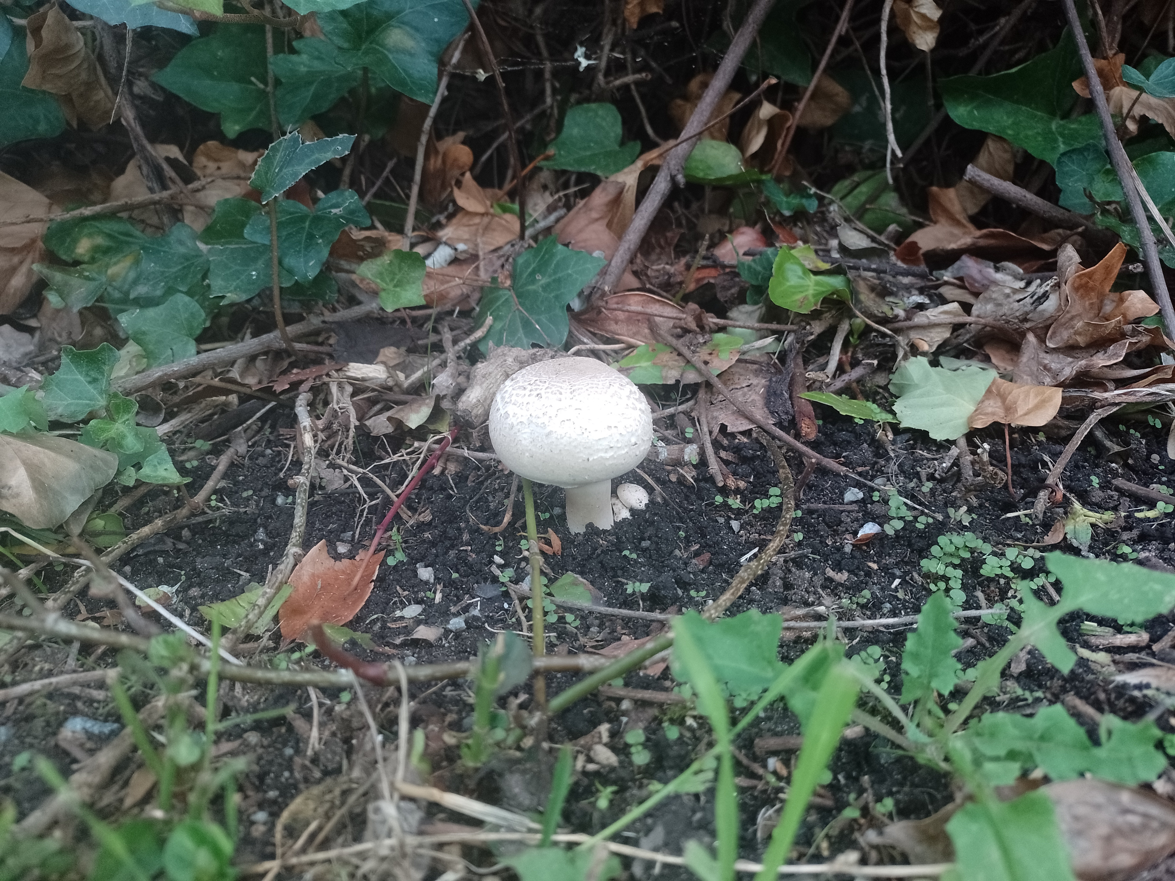 Puffball.jpg