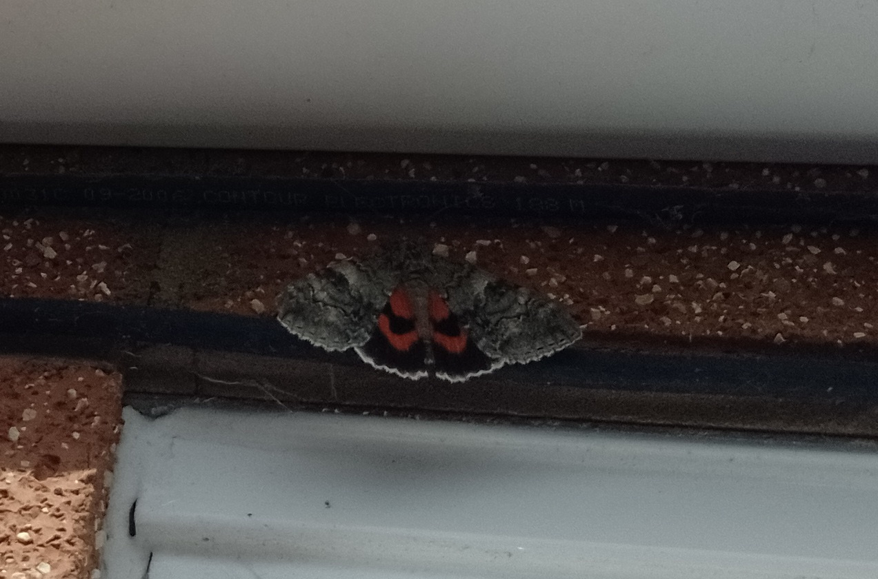 Red Underwing Moth.jpeg