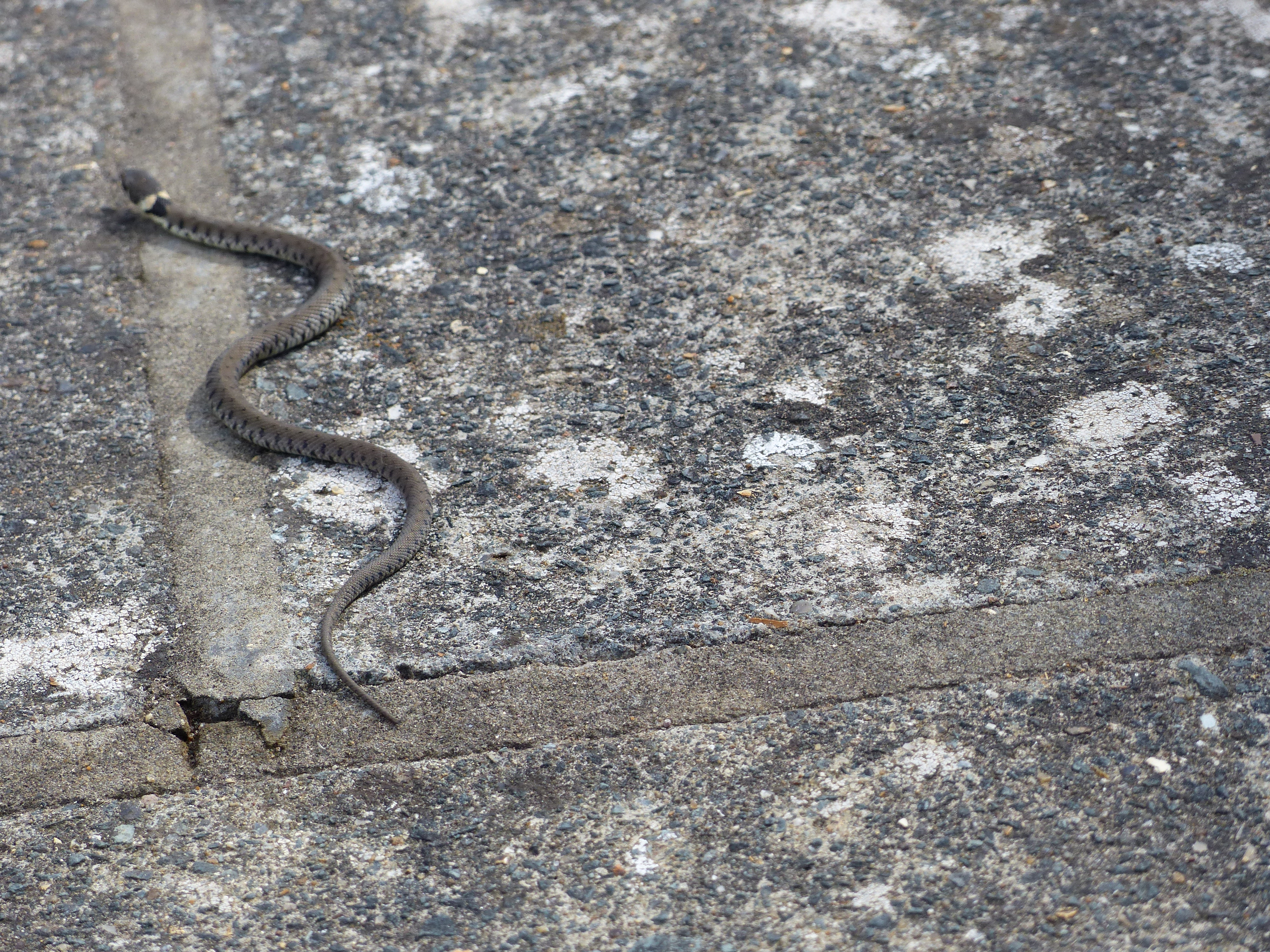 Grass Snake Wolferton.jpeg