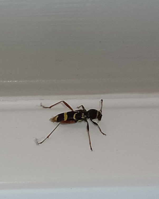 Wasp Beetle.jpg