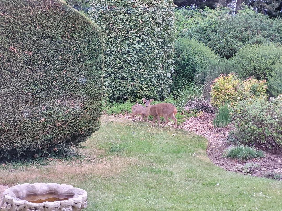 Muntjac in the back garden.jpeg